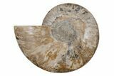 Cut & Polished Ammonite Fossil (Half) - Madagascar #212914-1